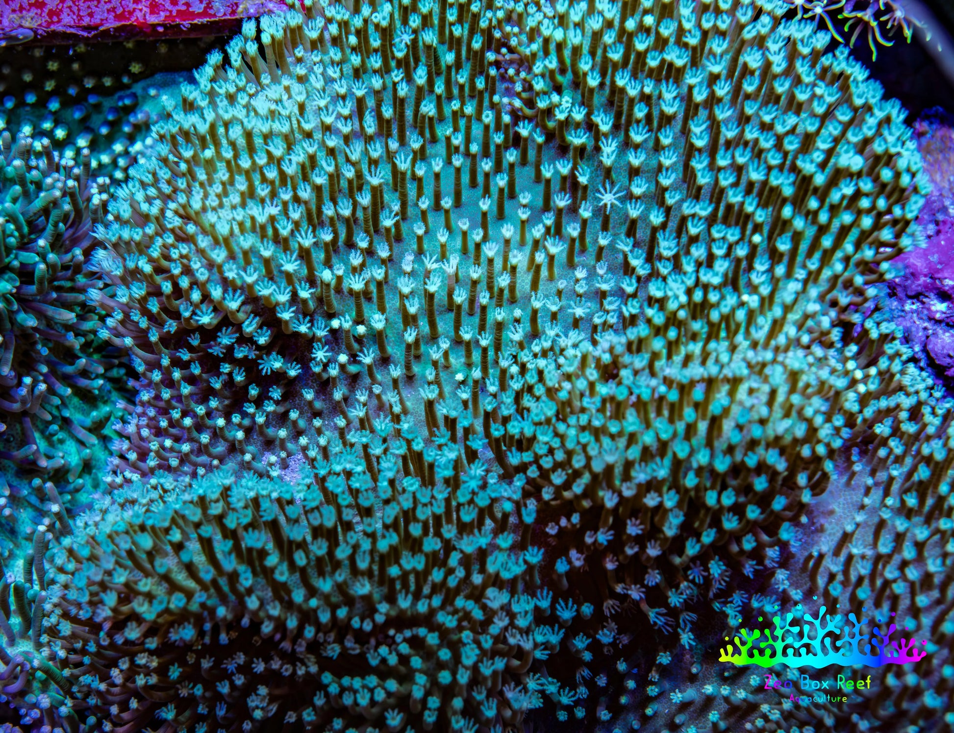 Leather Coral-Long Polyp Toadstool Leather 12cm WYSIWYG R1W2 Leather Coral-Long Polyp Toadstool Leather 12cm WYSIWYG R1W2 Soft Coral Leather Coral-Long Polyp Toadstool Leather 12cm WYSIWYG R1W2 Zeo Box Reef