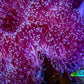 Leather Coral- Long Polyp Toadstool Leather 13cm WYSIWYG A4 Leather Coral- Long Polyp Toadstool Leather 13cm WYSIWYG A4 Soft Coral Leather Coral- Long Polyp Toadstool Leather 13cm WYSIWYG A4 Zeo Box Reef
