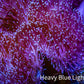 Leather Coral- Long Polyp Toadstool Leather 13cm WYSIWYG A4 Leather Coral- Long Polyp Toadstool Leather 13cm WYSIWYG A4 Soft Coral Leather Coral- Long Polyp Toadstool Leather 13cm WYSIWYG A4 Zeo Box Reef