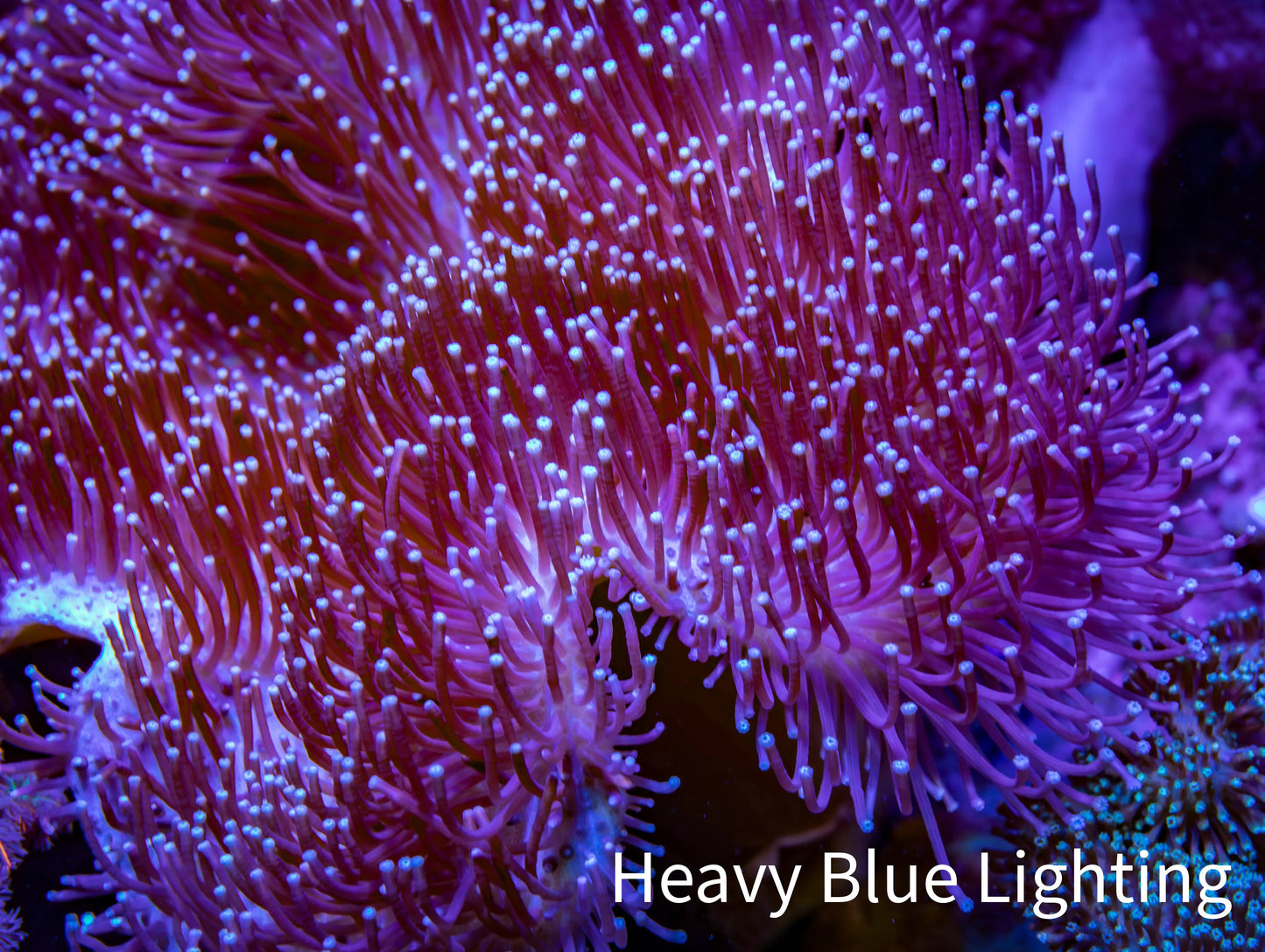 Leather Coral- Long Polyp Toadstool Leather 13cm WYSIWYG A4 Leather Coral- Long Polyp Toadstool Leather 13cm WYSIWYG A4 Soft Coral Leather Coral- Long Polyp Toadstool Leather 13cm WYSIWYG A4 Zeo Box Reef