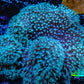 Leather Coral- Long Polyp Toadstool Leather 13cm WYSIWYG B2M1 Leather Coral- Long Polyp Toadstool Leather 13cm WYSIWYG B2M1 Soft Coral Leather Coral- Long Polyp Toadstool Leather 13cm WYSIWYG B2M1 Zeo Box Reef