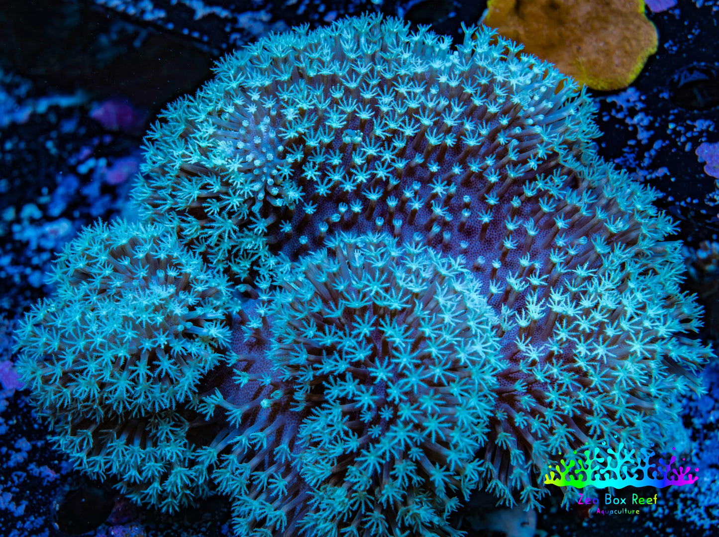 Leather Coral- Long Polyp Toadstool Leather 13cm WYSIWYG B2M1 Leather Coral- Long Polyp Toadstool Leather 13cm WYSIWYG B2M1 Soft Coral Leather Coral- Long Polyp Toadstool Leather 13cm WYSIWYG B2M1 Zeo Box Reef