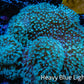 Leather Coral- Long Polyp Toadstool Leather 13cm WYSIWYG B2M1 Leather Coral- Long Polyp Toadstool Leather 13cm WYSIWYG B2M1 Soft Coral Leather Coral- Long Polyp Toadstool Leather 13cm WYSIWYG B2M1 Zeo Box Reef