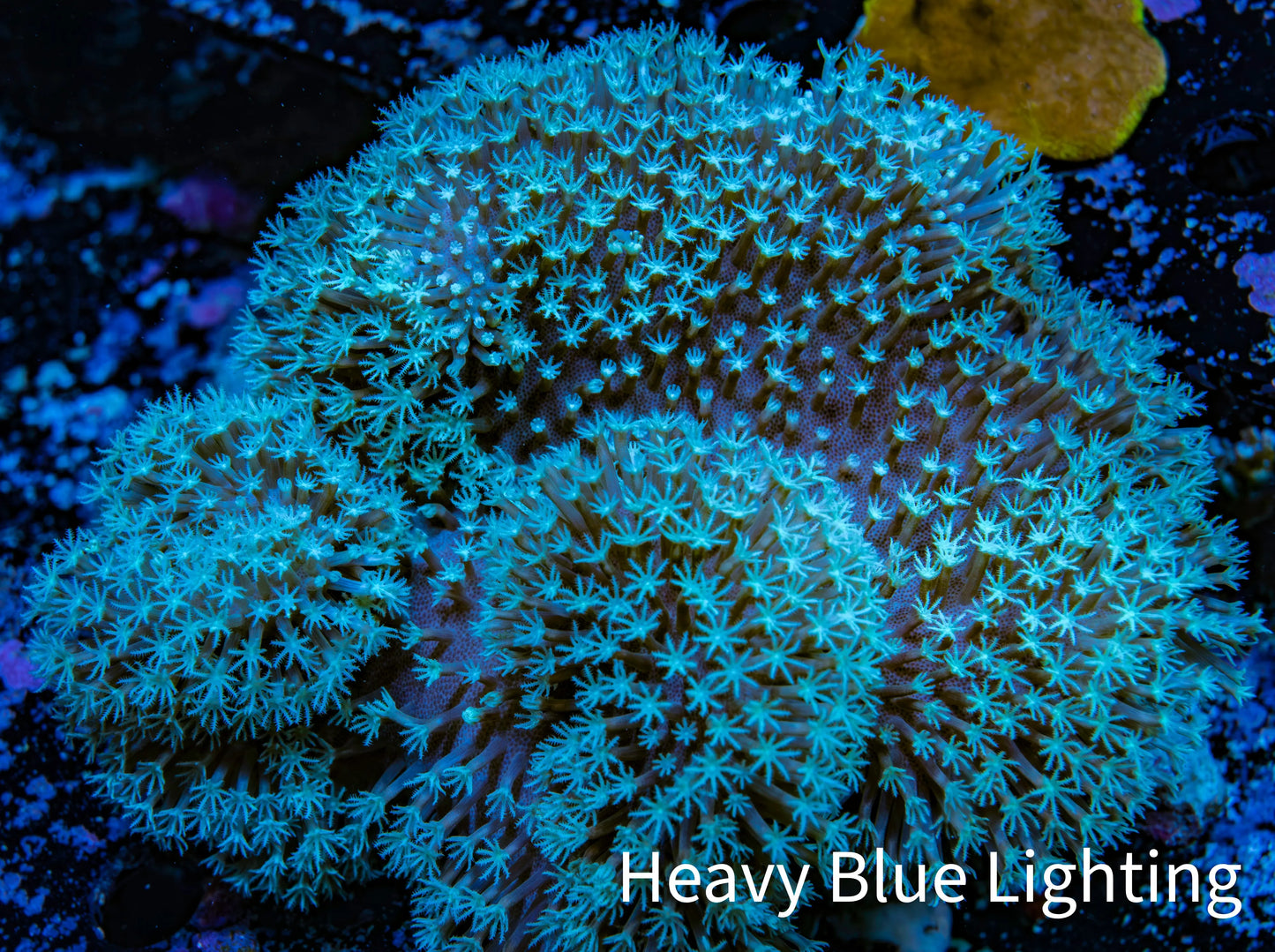 Leather Coral- Long Polyp Toadstool Leather 13cm WYSIWYG B2M1 Leather Coral- Long Polyp Toadstool Leather 13cm WYSIWYG B2M1 Soft Coral Leather Coral- Long Polyp Toadstool Leather 13cm WYSIWYG B2M1 Zeo Box Reef