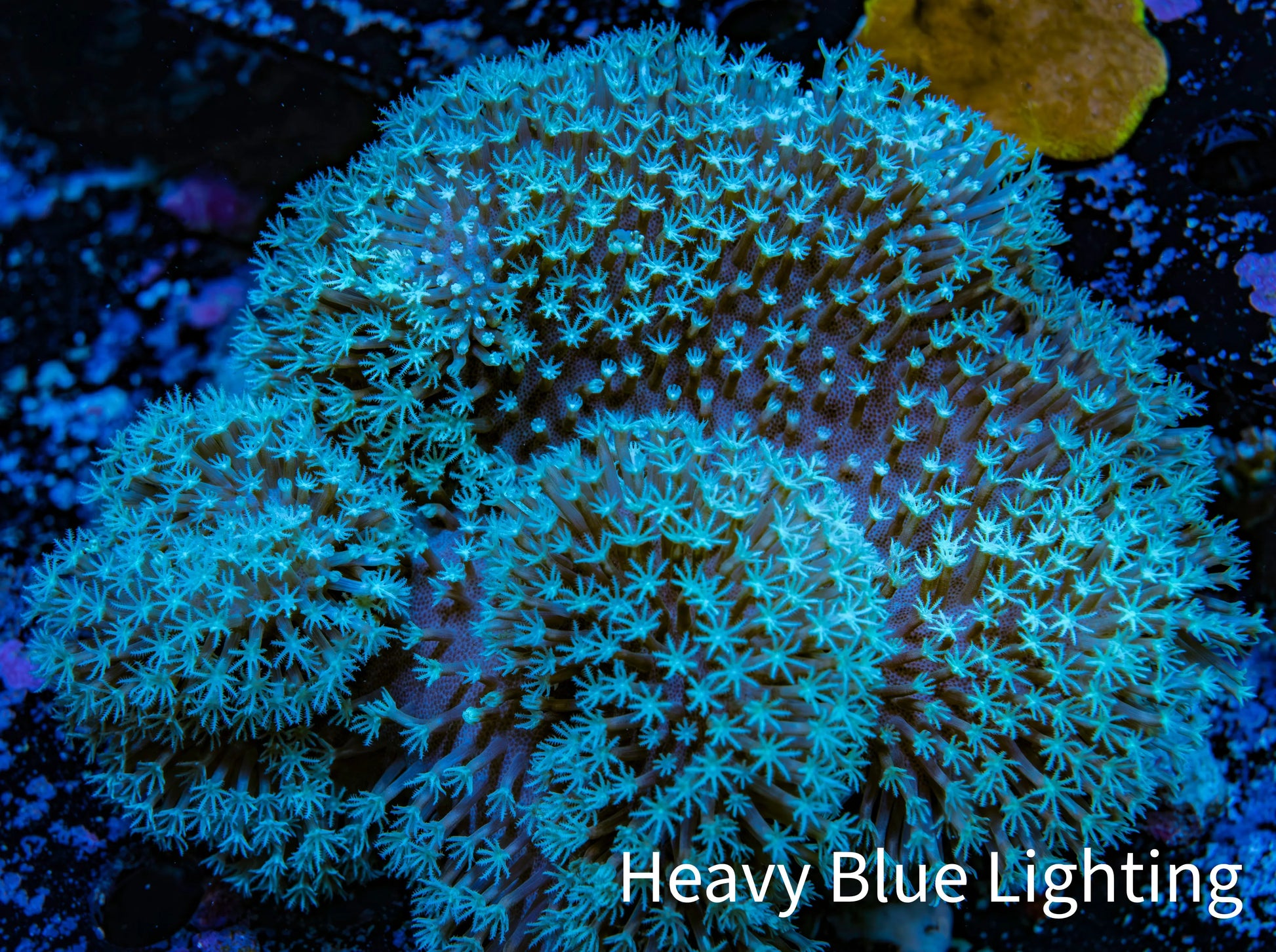Leather Coral- Long Polyp Toadstool Leather 13cm WYSIWYG B2M1 Leather Coral- Long Polyp Toadstool Leather 13cm WYSIWYG B2M1 Soft Coral Leather Coral- Long Polyp Toadstool Leather 13cm WYSIWYG B2M1 Zeo Box Reef