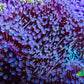 Leather Coral- Long Polyp Toadstool Leather 13cm WYSIWYG L2W2 Leather Coral- Long Polyp Toadstool Leather 13cm WYSIWYG L2W2 Soft Coral Leather Coral- Long Polyp Toadstool Leather 13cm WYSIWYG L2W2 Zeo Box Reef