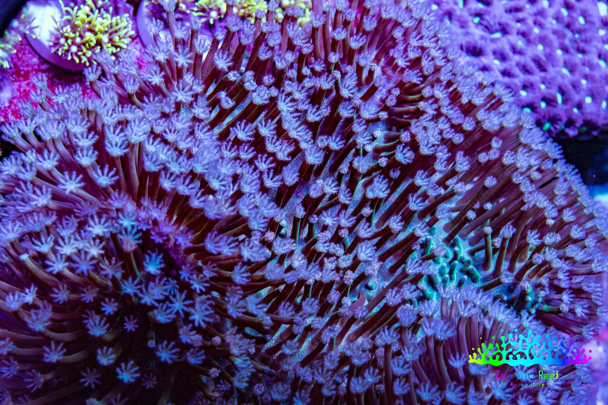 Leather Coral- Long Polyp Toadstool Leather 13cm WYSIWYG L2W2 Leather Coral- Long Polyp Toadstool Leather 13cm WYSIWYG L2W2 Soft Coral Leather Coral- Long Polyp Toadstool Leather 13cm WYSIWYG L2W2 Zeo Box Reef