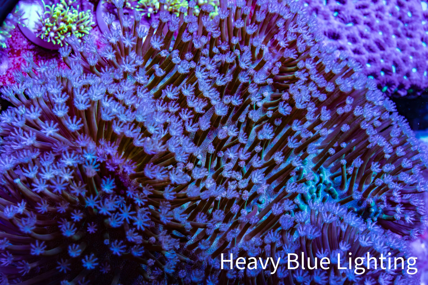 Leather Coral- Long Polyp Toadstool Leather 13cm WYSIWYG L2W2 Leather Coral- Long Polyp Toadstool Leather 13cm WYSIWYG L2W2 Soft Coral Leather Coral- Long Polyp Toadstool Leather 13cm WYSIWYG L2W2 Zeo Box Reef