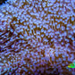 Leather Coral- Long Polyp Toadstool Leather 13cm WYSIWYG W1L2 Leather Coral- Long Polyp Toadstool Leather 13cm WYSIWYG W1L2 Soft Coral Leather Coral- Long Polyp Toadstool Leather 13cm WYSIWYG W1L2 Zeo Box Reef