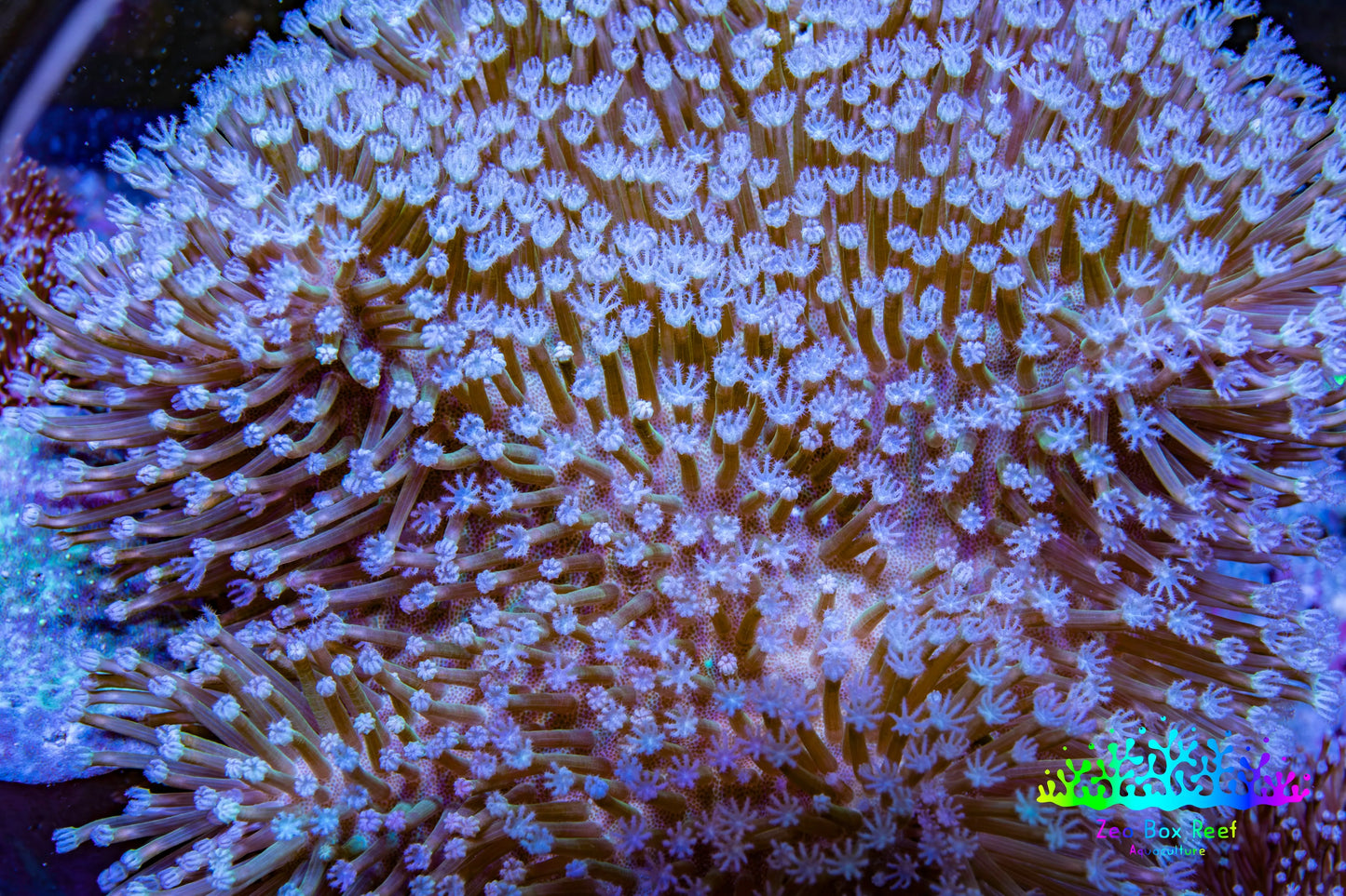 Leather Coral- Long Polyp Toadstool Leather 13cm WYSIWYG W1L2 Leather Coral- Long Polyp Toadstool Leather 13cm WYSIWYG W1L2 Soft Coral Leather Coral- Long Polyp Toadstool Leather 13cm WYSIWYG W1L2 Zeo Box Reef