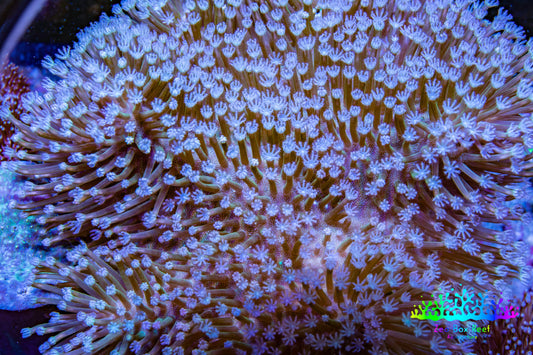 Leather Coral- Long Polyp Toadstool Leather 13cm WYSIWYG W1L2 Leather Coral- Long Polyp Toadstool Leather 13cm WYSIWYG W1L2 Soft Coral Leather Coral- Long Polyp Toadstool Leather 13cm WYSIWYG W1L2 Zeo Box Reef