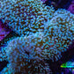 Leather Coral- Long Polyp Toadstool Leather 13cm WYSIWYG Leather Coral- Long Polyp Toadstool Leather 13cm WYSIWYG Soft Coral Leather Coral- Long Polyp Toadstool Leather 13cm WYSIWYG Zeo Box Reef