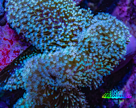 Leather Coral- Long Polyp Toadstool Leather 13cm WYSIWYG Leather Coral- Long Polyp Toadstool Leather 13cm WYSIWYG Soft Coral Leather Coral- Long Polyp Toadstool Leather 13cm WYSIWYG Zeo Box Reef