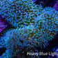 Leather Coral- Long Polyp Toadstool Leather 13cm WYSIWYG Leather Coral- Long Polyp Toadstool Leather 13cm WYSIWYG Soft Coral Leather Coral- Long Polyp Toadstool Leather 13cm WYSIWYG Zeo Box Reef