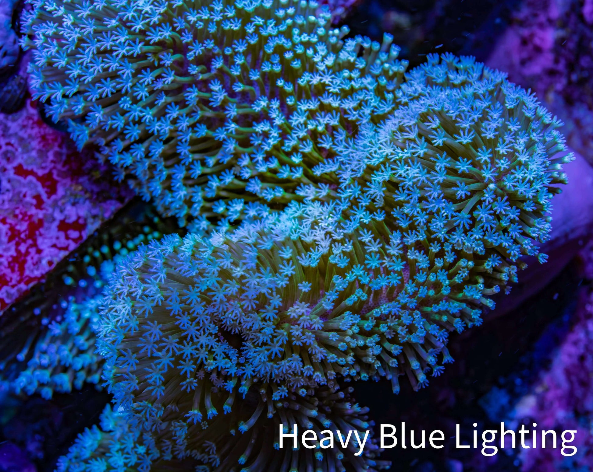 Leather Coral- Long Polyp Toadstool Leather 13cm WYSIWYG Leather Coral- Long Polyp Toadstool Leather 13cm WYSIWYG Soft Coral Leather Coral- Long Polyp Toadstool Leather 13cm WYSIWYG Zeo Box Reef