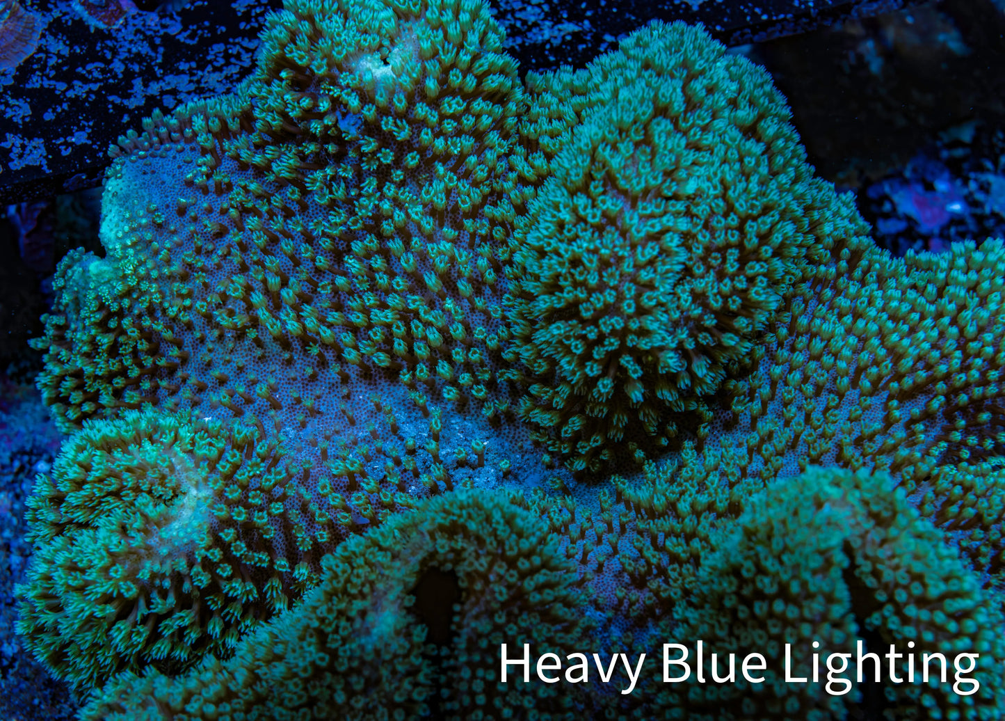 Leather Coral- Long Polyp Toadstool Leather 14cm WYSIWYG B2L1 Leather Coral- Long Polyp Toadstool Leather 14cm WYSIWYG B2L1 Soft Coral Leather Coral- Long Polyp Toadstool Leather 14cm WYSIWYG B2L1 Zeo Box Reef