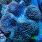 Leather Coral- Long Polyp Toadstool Leather 16cm WYSIWYG M1B2 Leather Coral- Long Polyp Toadstool Leather 16cm WYSIWYG M1B2 Soft Coral Leather Coral- Long Polyp Toadstool Leather 16cm WYSIWYG M1B2 Zeo Box Reef