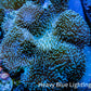 Leather Coral- Long Polyp Toadstool Leather 16cm WYSIWYG M1B2 Leather Coral- Long Polyp Toadstool Leather 16cm WYSIWYG M1B2 Soft Coral Leather Coral- Long Polyp Toadstool Leather 16cm WYSIWYG M1B2 Zeo Box Reef