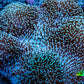 Leather Coral- Long Polyp Toadstool Leather 16cm WYSIWYG M2B2 Leather Coral- Long Polyp Toadstool Leather 16cm WYSIWYG M2B2 Soft Coral Leather Coral- Long Polyp Toadstool Leather 16cm WYSIWYG M2B2 Zeo Box Reef