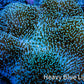 Leather Coral- Long Polyp Toadstool Leather 16cm WYSIWYG M2B2 Leather Coral- Long Polyp Toadstool Leather 16cm WYSIWYG M2B2 Soft Coral Leather Coral- Long Polyp Toadstool Leather 16cm WYSIWYG M2B2 Zeo Box Reef