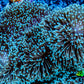 Leather Coral- Long Polyp Toadstool Leather 16cm WYSIWYG M3B2 Leather Coral- Long Polyp Toadstool Leather 16cm WYSIWYG M3B2 Soft Coral Leather Coral- Long Polyp Toadstool Leather 16cm WYSIWYG M3B2 Zeo Box Reef