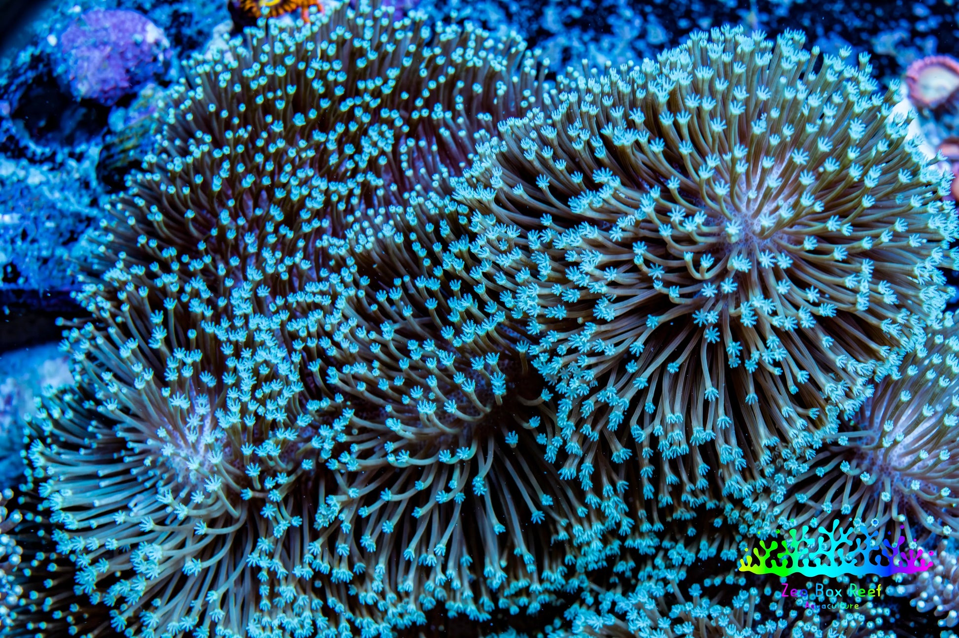 Leather Coral- Long Polyp Toadstool Leather 16cm WYSIWYG M3B2 Leather Coral- Long Polyp Toadstool Leather 16cm WYSIWYG M3B2 Soft Coral Leather Coral- Long Polyp Toadstool Leather 16cm WYSIWYG M3B2 Zeo Box Reef