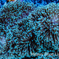 Leather Coral- Long Polyp Toadstool Leather 16cm WYSIWYG M3B2 Leather Coral- Long Polyp Toadstool Leather 16cm WYSIWYG M3B2 Soft Coral Leather Coral- Long Polyp Toadstool Leather 16cm WYSIWYG M3B2 Zeo Box Reef
