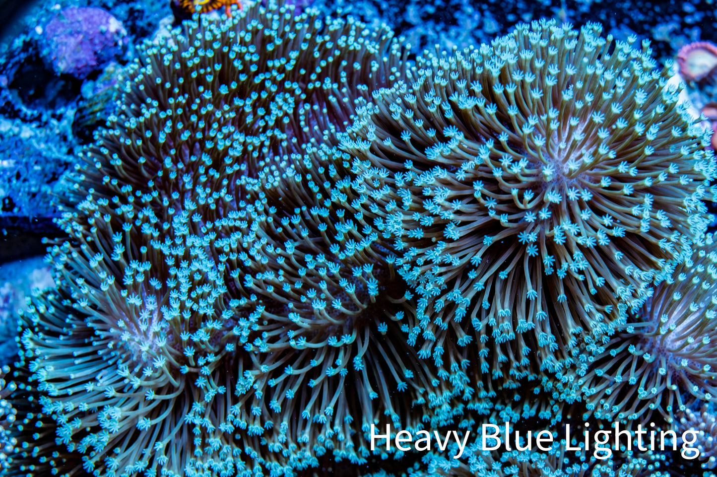 Leather Coral- Long Polyp Toadstool Leather 16cm WYSIWYG M3B2 Leather Coral- Long Polyp Toadstool Leather 16cm WYSIWYG M3B2 Soft Coral Leather Coral- Long Polyp Toadstool Leather 16cm WYSIWYG M3B2 Zeo Box Reef