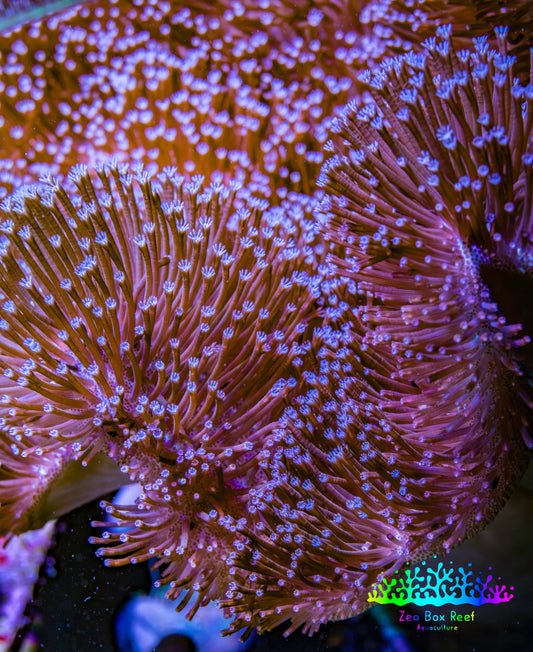 Leather Coral- Long Polyp Toadstool Leather 20cm WYSIWYG R1B2 Leather Coral- Long Polyp Toadstool Leather 20cm WYSIWYG R1B2 Soft Coral Leather Coral- Long Polyp Toadstool Leather 20cm WYSIWYG R1B2 Zeo Box Reef