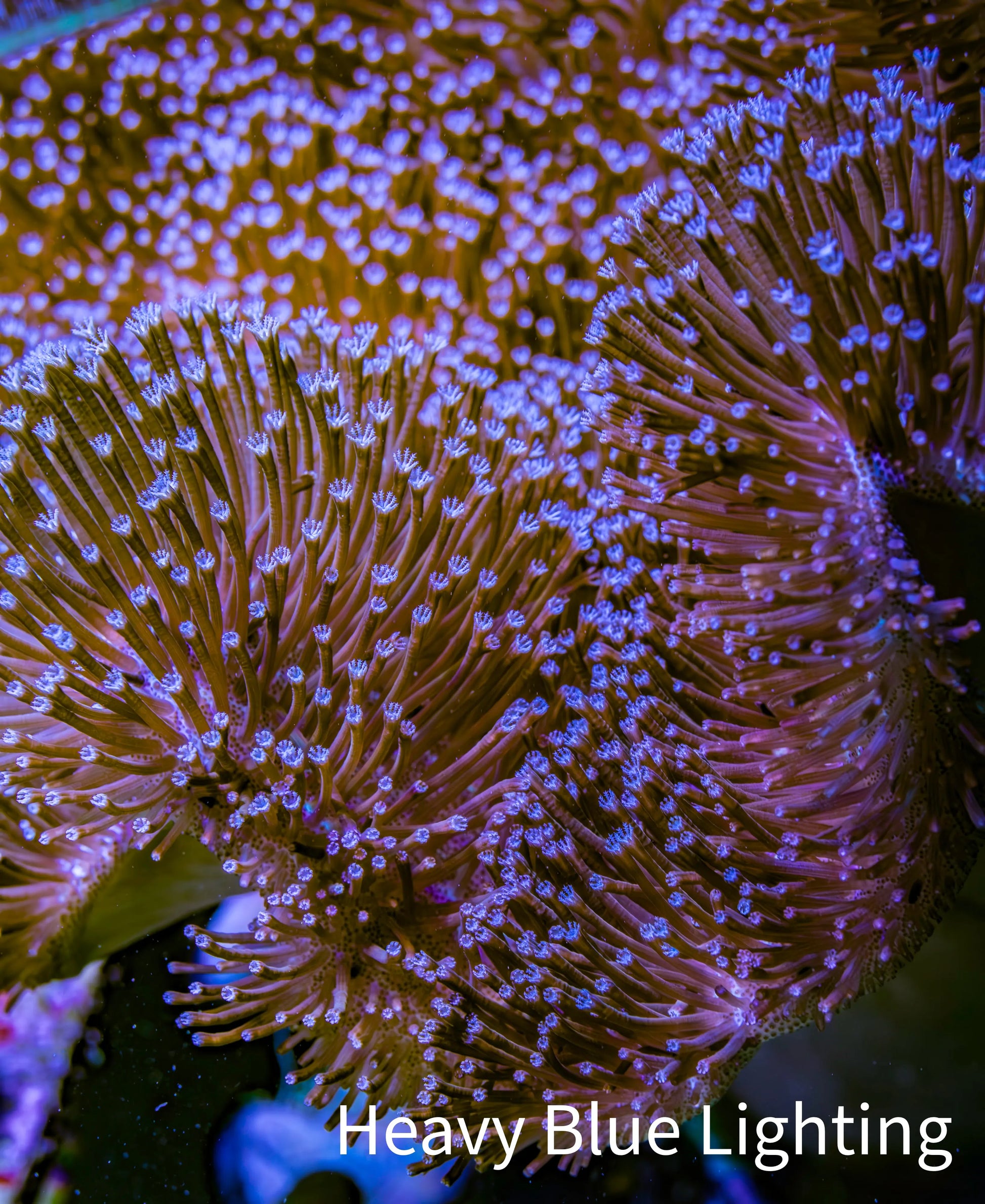 Leather Coral- Long Polyp Toadstool Leather 20cm WYSIWYG R1B2 Leather Coral- Long Polyp Toadstool Leather 20cm WYSIWYG R1B2 Soft Coral Leather Coral- Long Polyp Toadstool Leather 20cm WYSIWYG R1B2 Zeo Box Reef