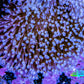 Leather Coral- Long Polyp Toadstool Leather 6cm WYSIWYG A2R Leather Coral- Long Polyp Toadstool Leather 6cm WYSIWYG A2R Soft Coral Leather Coral- Long Polyp Toadstool Leather 6cm WYSIWYG A2R Zeo Box Reef