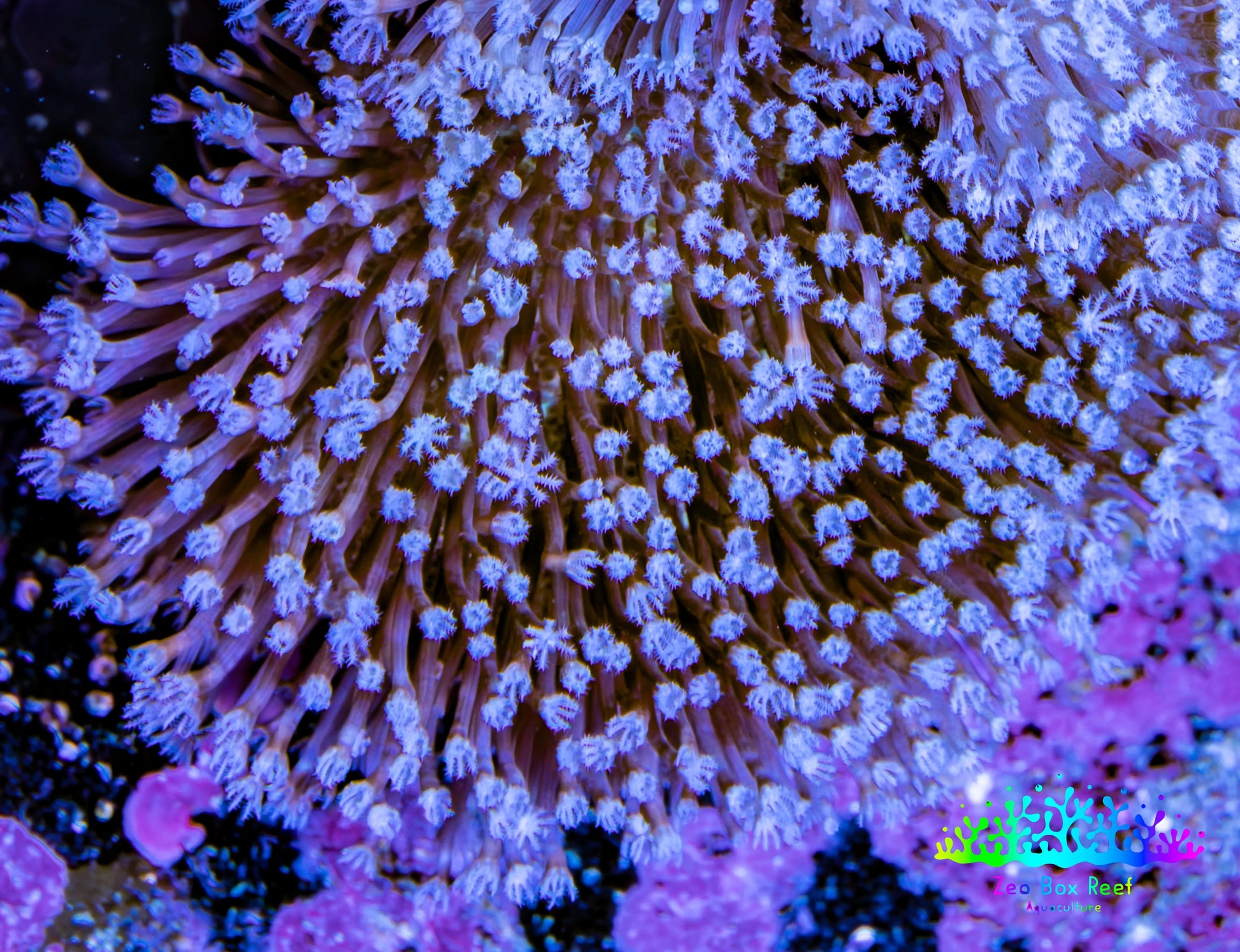 Leather Coral- Long Polyp Toadstool Leather 6cm WYSIWYG A2R Leather Coral- Long Polyp Toadstool Leather 6cm WYSIWYG A2R Soft Coral Leather Coral- Long Polyp Toadstool Leather 6cm WYSIWYG A2R Zeo Box Reef