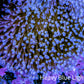 Leather Coral- Long Polyp Toadstool Leather 6cm WYSIWYG A2R Leather Coral- Long Polyp Toadstool Leather 6cm WYSIWYG A2R Soft Coral Leather Coral- Long Polyp Toadstool Leather 6cm WYSIWYG A2R Zeo Box Reef