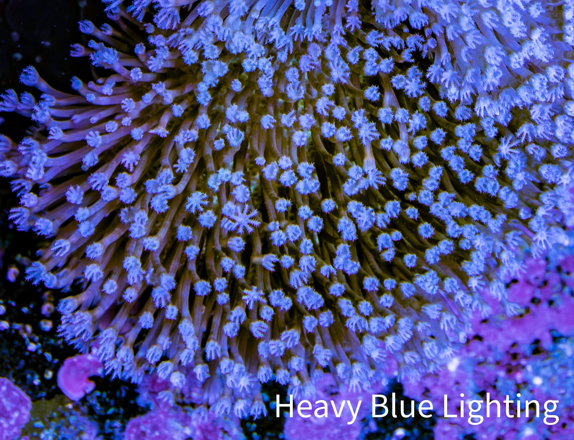 Leather Coral- Long Polyp Toadstool Leather 6cm WYSIWYG A2R Leather Coral- Long Polyp Toadstool Leather 6cm WYSIWYG A2R Soft Coral Leather Coral- Long Polyp Toadstool Leather 6cm WYSIWYG A2R Zeo Box Reef