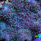 Leather Coral- Long Polyp Toadstool Leather 6cm WYSIWYG F11R1B2 Leather Coral- Long Polyp Toadstool Leather 6cm WYSIWYG F11R1B2 Soft Coral Leather Coral- Long Polyp Toadstool Leather 6cm WYSIWYG F11R1B2 Zeo Box Reef