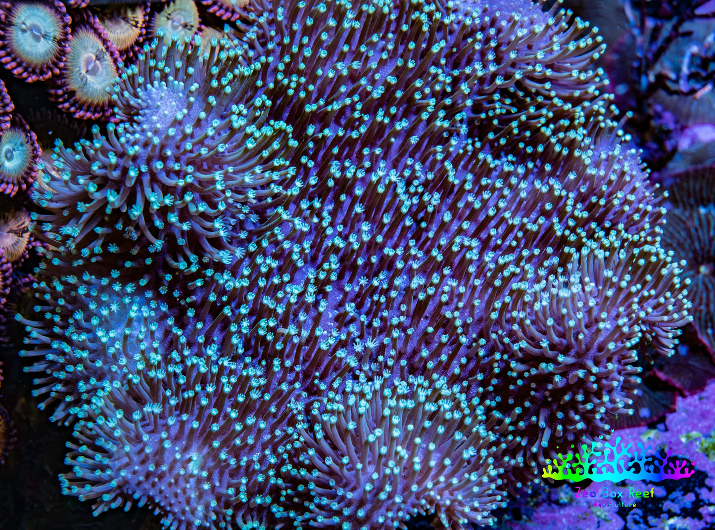 Leather Coral- Long Polyp Toadstool Leather 6cm WYSIWYG F11R1B2 Leather Coral- Long Polyp Toadstool Leather 6cm WYSIWYG F11R1B2 Soft Coral Leather Coral- Long Polyp Toadstool Leather 6cm WYSIWYG F11R1B2 Zeo Box Reef