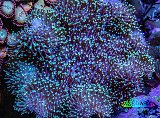 Leather Coral- Long Polyp Toadstool Leather 6cm WYSIWYG F11R1B2 Leather Coral- Long Polyp Toadstool Leather 6cm WYSIWYG F11R1B2 Soft Coral Leather Coral- Long Polyp Toadstool Leather 6cm WYSIWYG F11R1B2 Zeo Box Reef