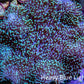Leather Coral- Long Polyp Toadstool Leather 6cm WYSIWYG F11R1B2 Leather Coral- Long Polyp Toadstool Leather 6cm WYSIWYG F11R1B2 Soft Coral Leather Coral- Long Polyp Toadstool Leather 6cm WYSIWYG F11R1B2 Zeo Box Reef