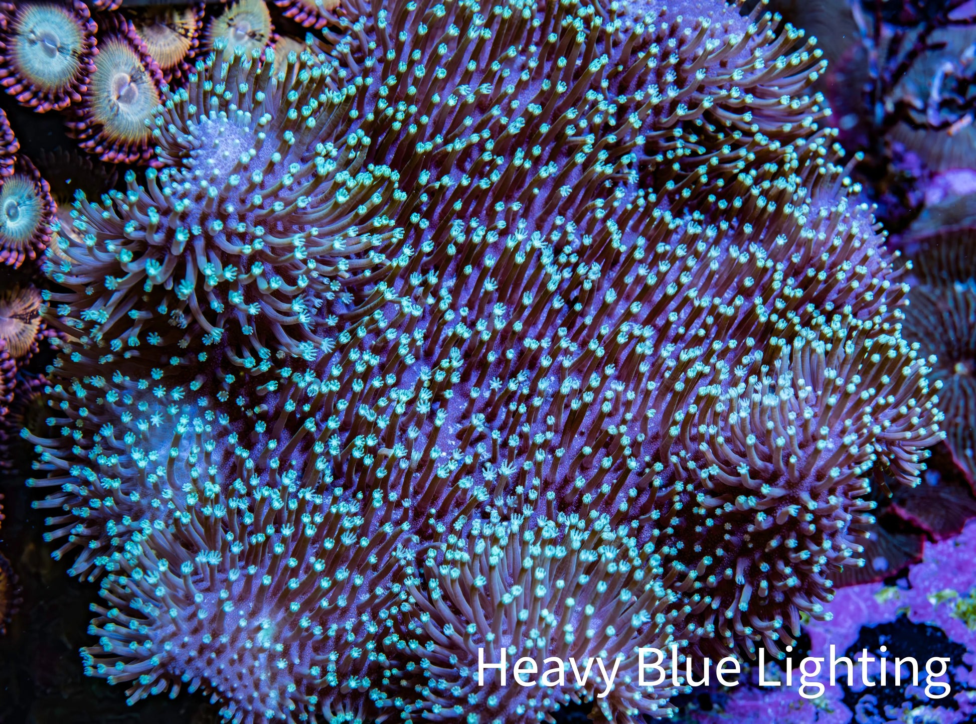 Leather Coral- Long Polyp Toadstool Leather 6cm WYSIWYG F11R1B2 Leather Coral- Long Polyp Toadstool Leather 6cm WYSIWYG F11R1B2 Soft Coral Leather Coral- Long Polyp Toadstool Leather 6cm WYSIWYG F11R1B2 Zeo Box Reef