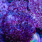 Leather Coral- Long Polyp Toadstool Leather 7cm WYSIWYG Leather Coral- Long Polyp Toadstool Leather 7cm WYSIWYG Soft Coral Leather Coral- Long Polyp Toadstool Leather 7cm WYSIWYG Zeo Box Reef
