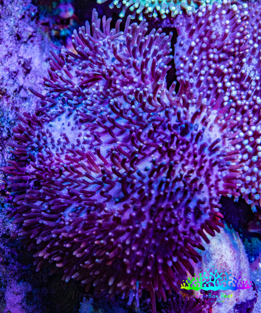 Leather Coral- Long Polyp Toadstool Leather 7cm WYSIWYG Leather Coral- Long Polyp Toadstool Leather 7cm WYSIWYG Soft Coral Leather Coral- Long Polyp Toadstool Leather 7cm WYSIWYG Zeo Box Reef