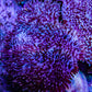 Leather Coral- Long Polyp Toadstool Leather 7cm WYSIWYG Leather Coral- Long Polyp Toadstool Leather 7cm WYSIWYG Soft Coral Leather Coral- Long Polyp Toadstool Leather 7cm WYSIWYG Zeo Box Reef