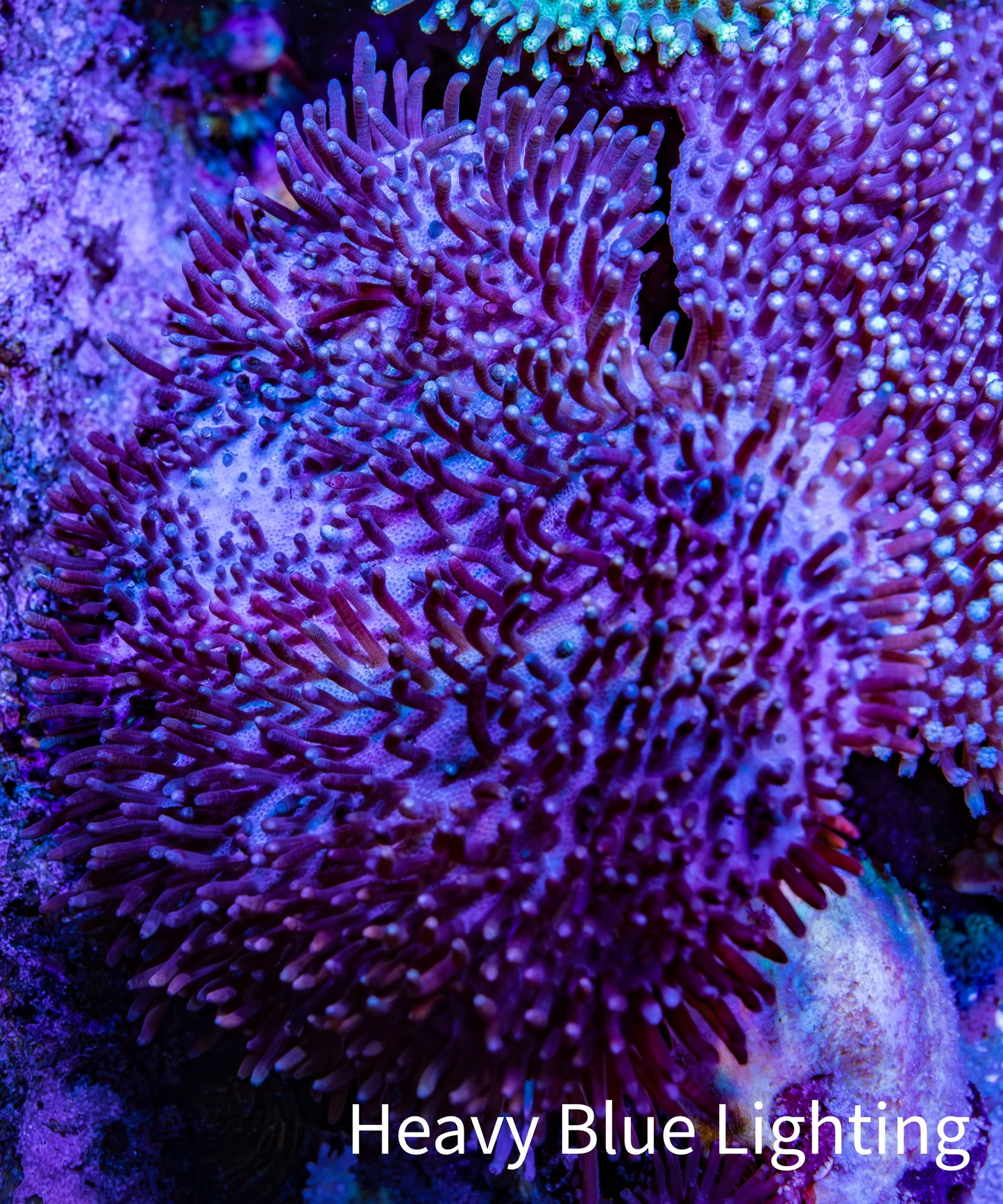Leather Coral- Long Polyp Toadstool Leather 7cm WYSIWYG Leather Coral- Long Polyp Toadstool Leather 7cm WYSIWYG Soft Coral Leather Coral- Long Polyp Toadstool Leather 7cm WYSIWYG Zeo Box Reef