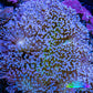 Leather Coral- Long Polyp Toadstool Leather 8cm WYSIWYG A1R Leather Coral- Long Polyp Toadstool Leather 8cm WYSIWYG A1R Soft Coral Leather Coral- Long Polyp Toadstool Leather 8cm WYSIWYG A1R Zeo Box Reef