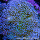 Leather Coral- Long Polyp Toadstool Leather 8cm WYSIWYG A1R Leather Coral- Long Polyp Toadstool Leather 8cm WYSIWYG A1R Soft Coral Leather Coral- Long Polyp Toadstool Leather 8cm WYSIWYG A1R Zeo Box Reef