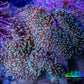Leather Coral- Long Polyp Toadstool Leather 8cm WYSIWYG A2 Leather Coral- Long Polyp Toadstool Leather 8cm WYSIWYG A2 Soft Coral Leather Coral- Long Polyp Toadstool Leather 8cm WYSIWYG A2 Zeo Box Reef
