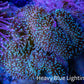 Leather Coral- Long Polyp Toadstool Leather 8cm WYSIWYG A2 Leather Coral- Long Polyp Toadstool Leather 8cm WYSIWYG A2 Soft Coral Leather Coral- Long Polyp Toadstool Leather 8cm WYSIWYG A2 Zeo Box Reef