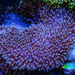 Leather Coral- Long Polyp Toadstool Leather 8cm WYSIWYG A3M Leather Coral- Long Polyp Toadstool Leather 8cm WYSIWYG A3M Soft Coral Leather Coral- Long Polyp Toadstool Leather 8cm WYSIWYG A3M Zeo Box Reef