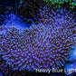Leather Coral- Long Polyp Toadstool Leather 8cm WYSIWYG A3M Leather Coral- Long Polyp Toadstool Leather 8cm WYSIWYG A3M Soft Coral Leather Coral- Long Polyp Toadstool Leather 8cm WYSIWYG A3M Zeo Box Reef