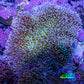 Leather Coral- Long Polyp Toadstool Leather 8cm WYSIWYG A4M Leather Coral- Long Polyp Toadstool Leather 8cm WYSIWYG A4M Soft Coral Leather Coral- Long Polyp Toadstool Leather 8cm WYSIWYG A4M Zeo Box Reef
